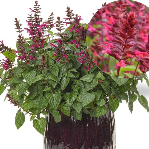 Salvia 'Rockin Red Flamingo' - Salvei 'Rockin Red Flamingo' P9/0,55L